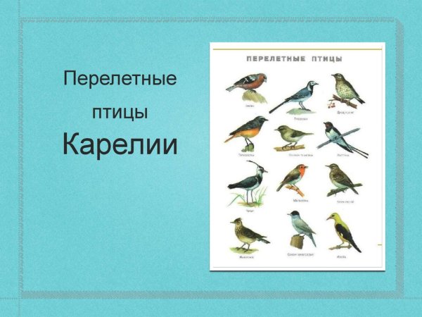 Перелетные птицы Карелии