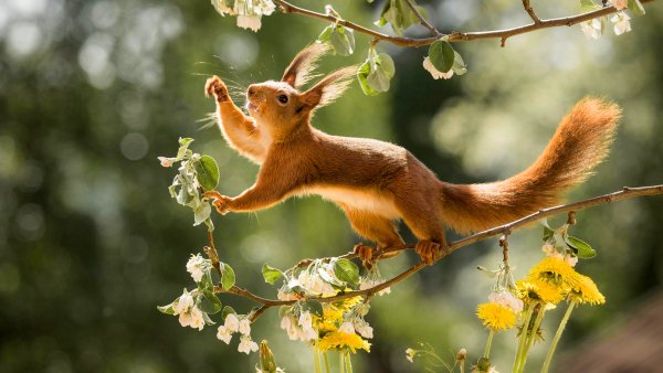 Животные весной