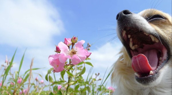 Позитивные картинки на рабочий стол