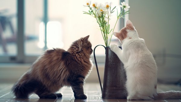 Позитивный фон на рабочий стол