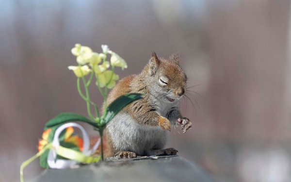 Позитивные обои на рабочий стол