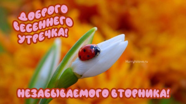 Доброе Весеннее утро вторника картинки