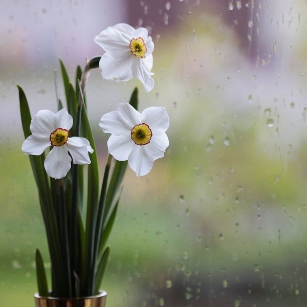 С добрым весенним утром среды