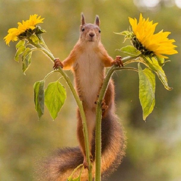 Приветствие с добрым утром весенние