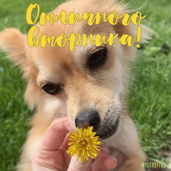 Веселые гиф вторник