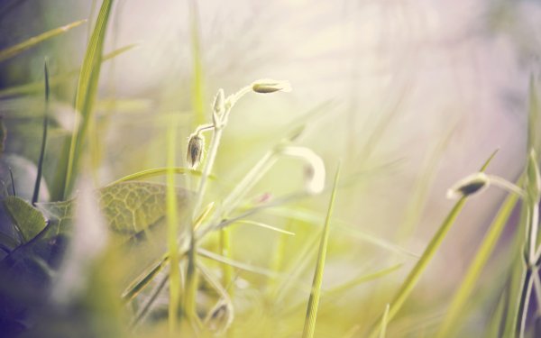 Обои на рабочий стол Весна трава