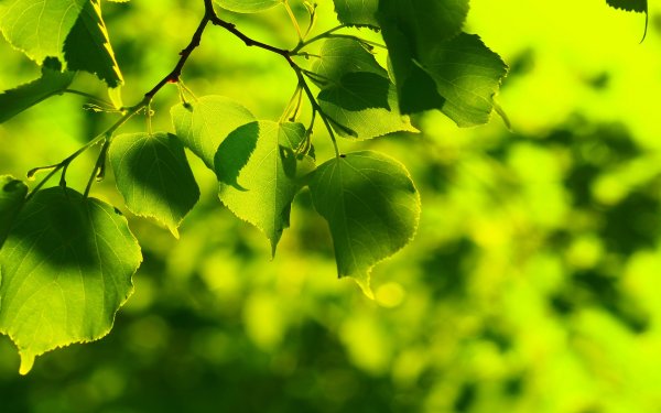 Весенние листья