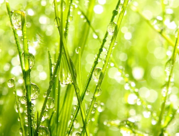 Трава с каплями воды