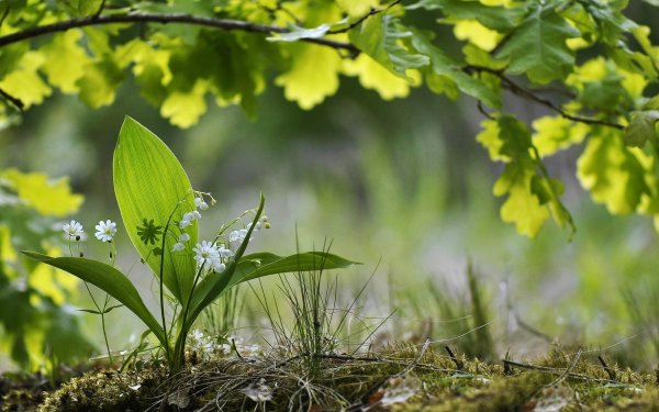 Зеленая Весна