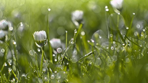 Утренняя роса природа