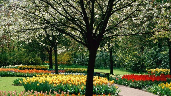 Платановая роща в Армении