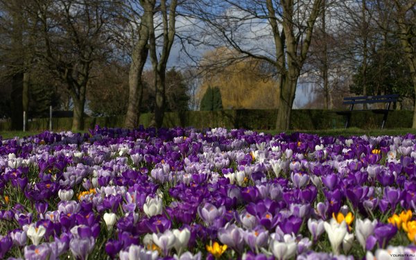 Необычная Весна