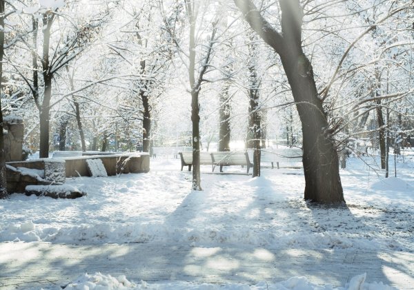 Сакура черри блоссом