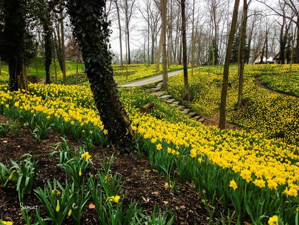 Аллея магнолий