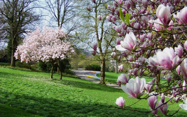 Парк тюльпанов в Голландии Кекенхоф