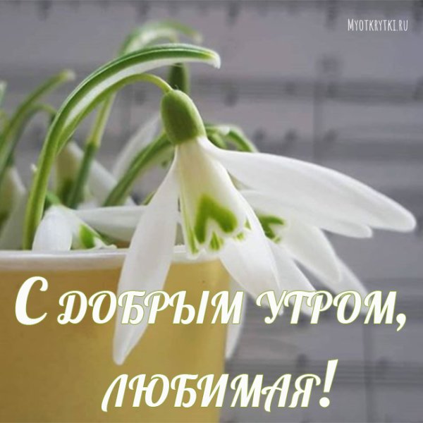 Лилия моя, с добрым утром