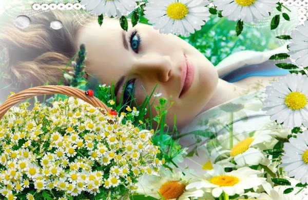 С добрым субботним утром ромашки