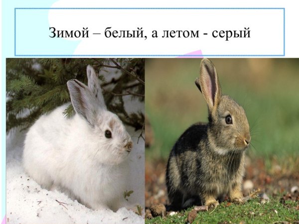 Заяц зимой и летом
