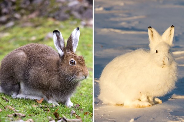 Заяц Беляк меняет окраску весной