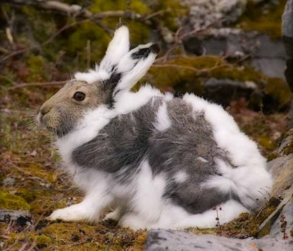 Заяц Беляк картина