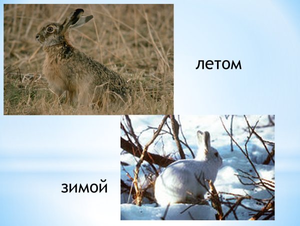 Заяц Беляк линяет