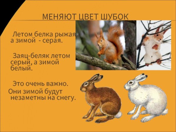 Беляк и Русак