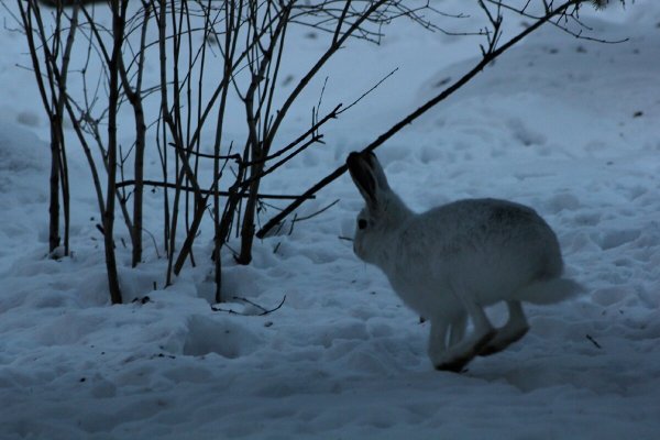Животные весной в лесу
