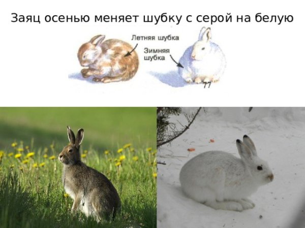 Заяц Беляк Нора