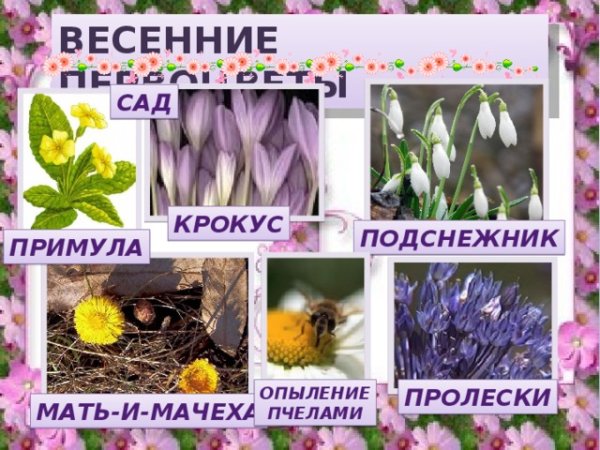 Весенние цветы с названиями для детей