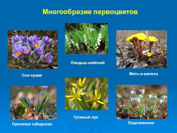 Растения первоцветы для детей