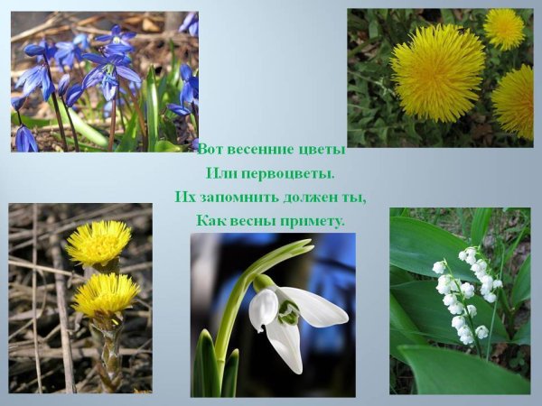 Весенние цветы названия