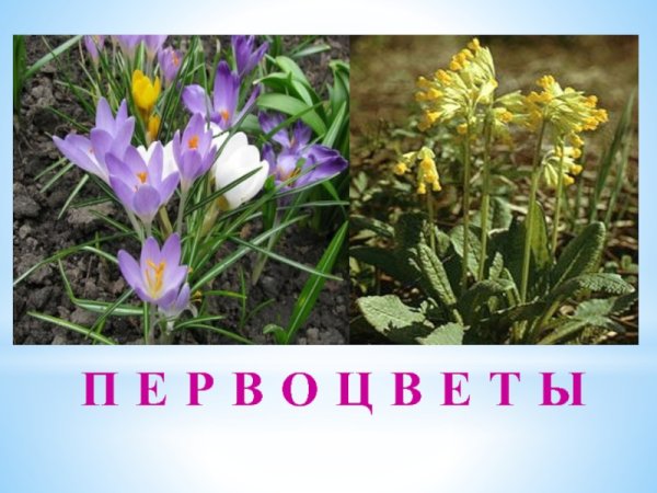 Весенние первоцветы для дошкольников