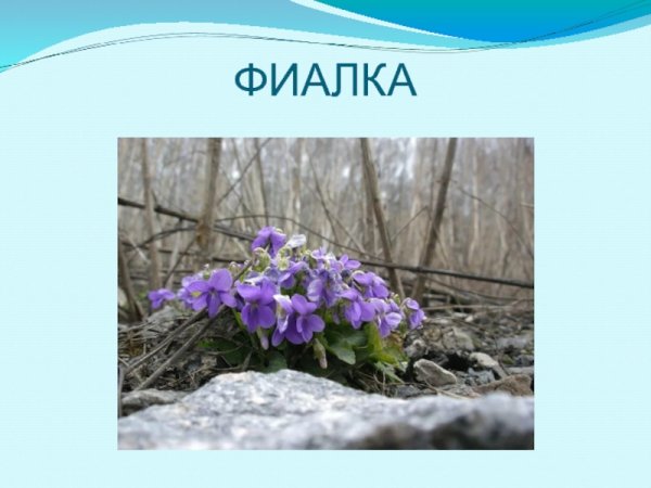 Первоцветы для детей