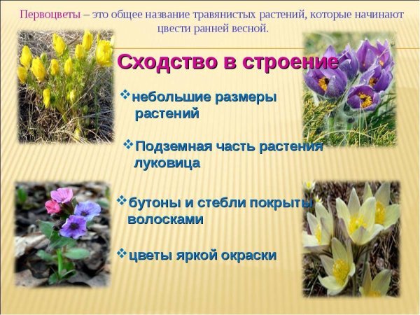 Первоцветы названия