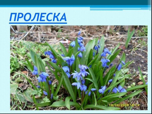 Первые весенние цветы для детей