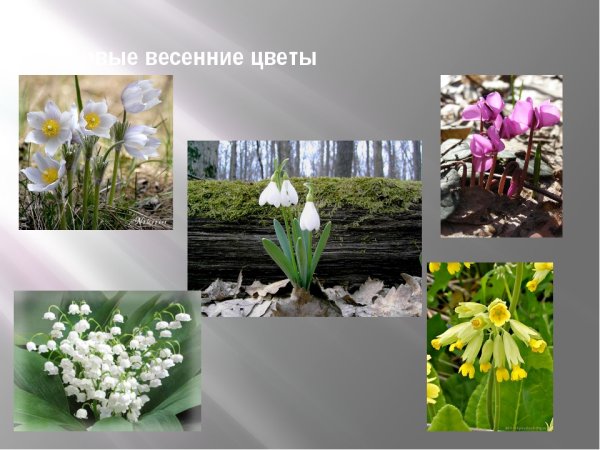 Название первых весенних цветов