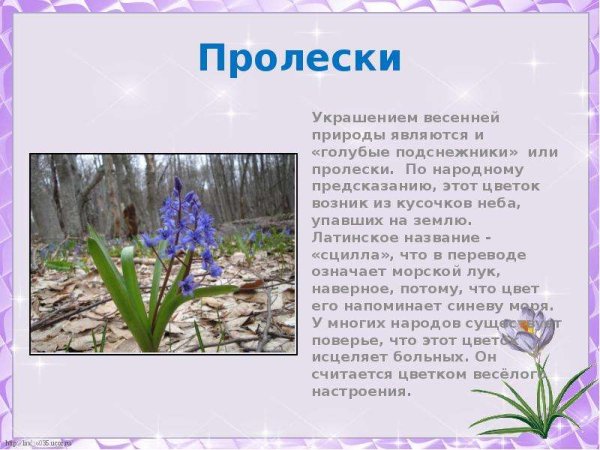 Рассказ про цветок пролеска