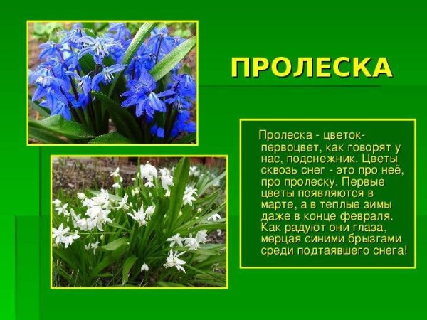 Пролеска сообщение 2 класс