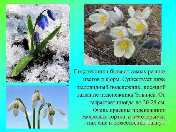 Весенние цветы описание