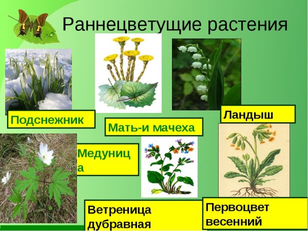 Раннецветущие растения Подснежник