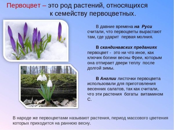 Растения весной для дошкольников