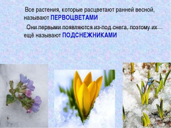 Первоцветы для дошкольников