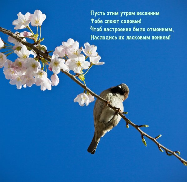 Поздравления с добрым весенним утром