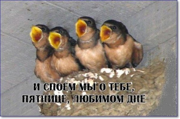 Доброе утро пятницы прикольные смешные