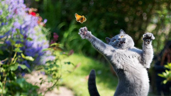 Кот радуется лету