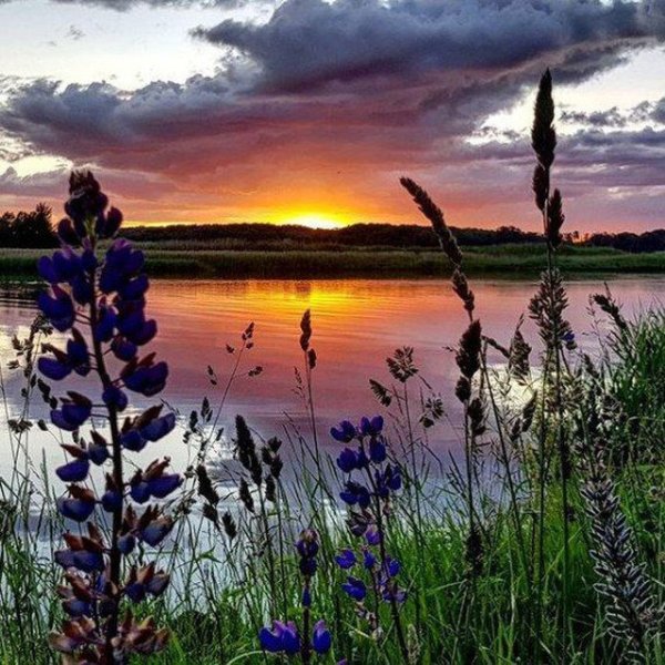 Спокойной ночи бабочки