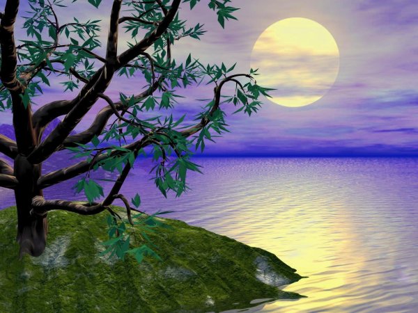 Вечерние птицы