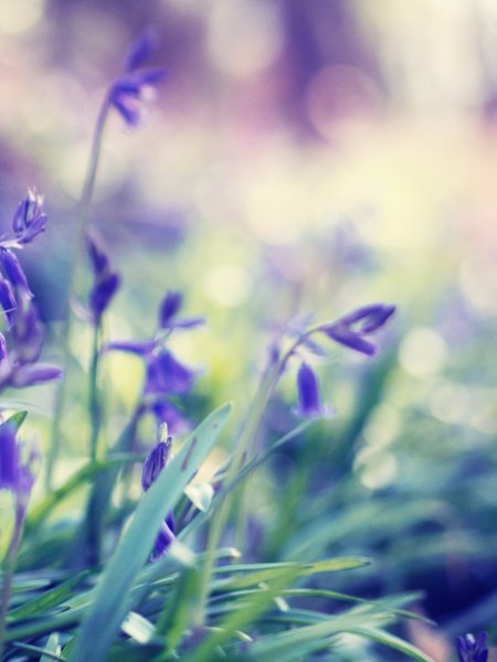 Полевые цветы в горах