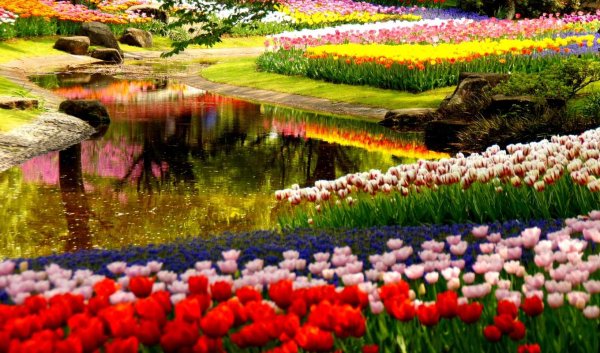 Сакура цветение растения