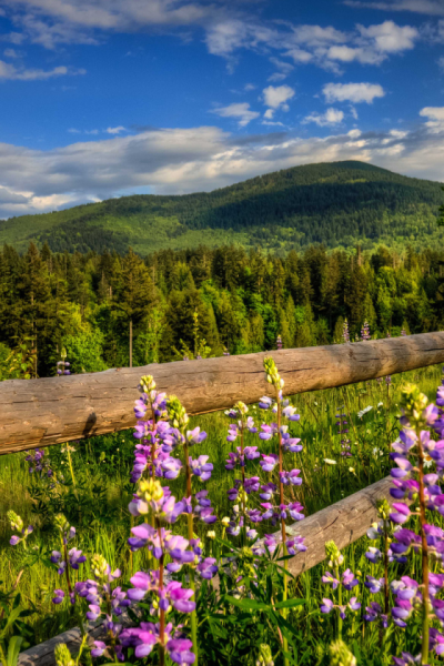 Нежный цветок